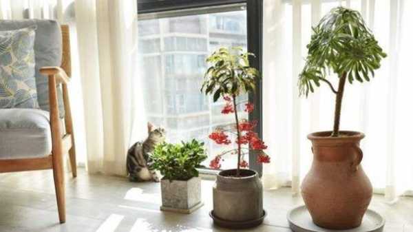植物隔着玻璃晒太阳可以吗？植物能能暴晒吗