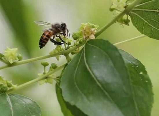 中蜂的主要蜜源从哪里来？中蜂最好蜜源植物