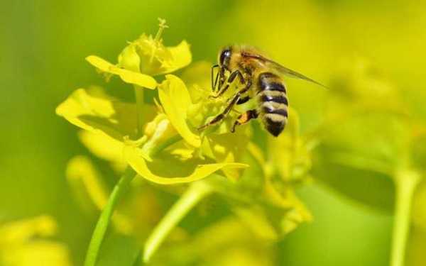 中蜂的主要蜜源从哪里来？中蜂最好蜜源植物-图2