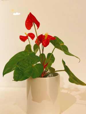 怎样养红掌花？植物红掌怎样养