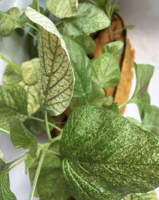 植物叶子上有面粉一样的白点和蜘蛛网，是什么病呢？植物发生病害 病状
