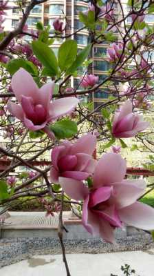 梅花，丁香，桃花，荷花，菊花，玉兰花，月季花，牡丹花那个是春天开的？花期在春天的植物