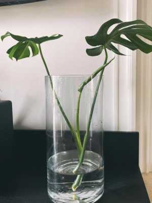 龟背竹水培方法？水培龟背植物怎么养