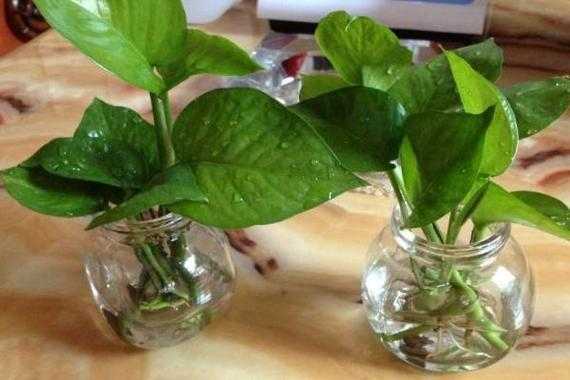 怎样养水植物？家里养水植物好吗