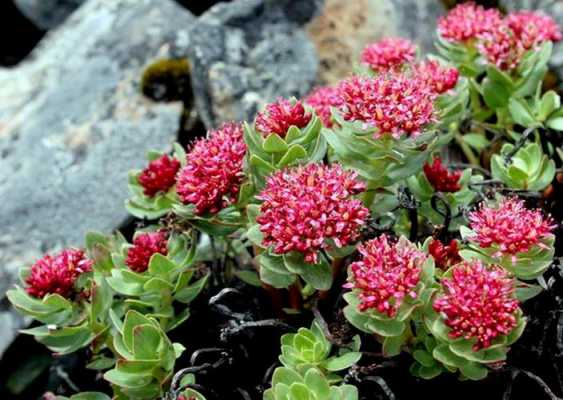 西藏十大植物排行榜？植物红景天花语-图2