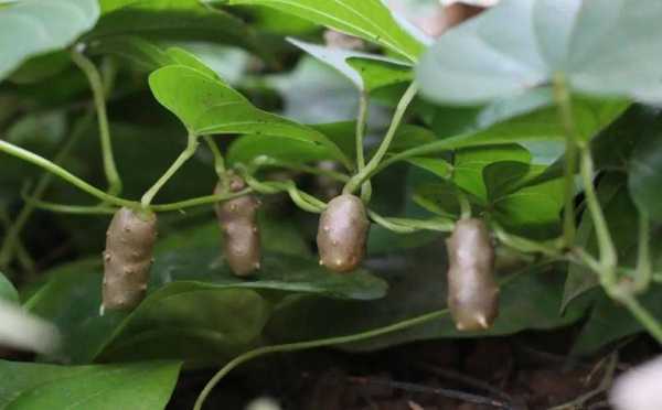 像山药一样的根茎植物是什么？根部球形植物图片