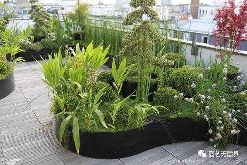 楼顶适合种什么植物遮荫？叶大遮阴的植物