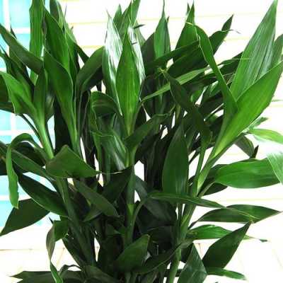 和富贵竹很像的一种植物叫什么名字？富贵叶相似的植物