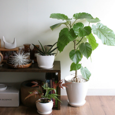 植物在室内也可以进行光合作用吗？室内长得最快的植物