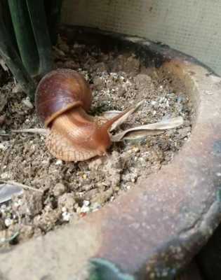 怎样消灭花盆里的蜗牛？家养植物如何杀虫蜗牛