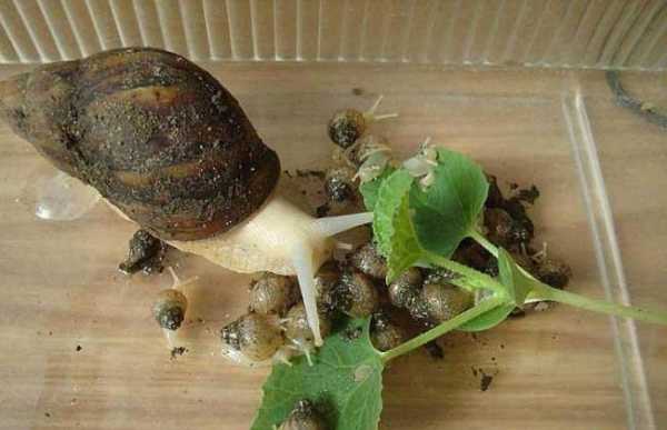 怎样消灭花盆里的蜗牛？家养植物如何杀虫蜗牛-图2