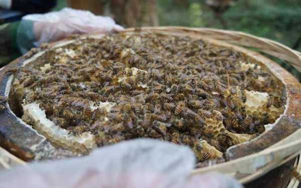 海南什么时候适合诱蜂？海南蜜粉源植物