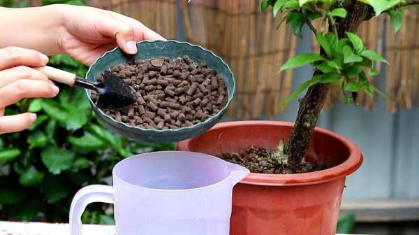 盆栽需要定期施肥吗？观果植物花期施肥吗