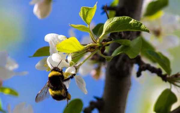 蜜蜂冬天会产卵吗？冬季有哪些蜜源植物