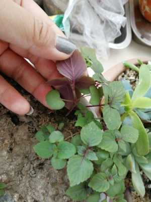 请问大家这有紫色有绿色叶子的是什么植物？黑紫色叶子的植物