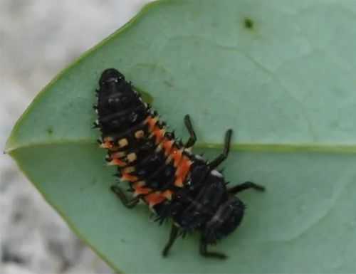 立秋下雨后从土里钻出来一种能飞的，很好吃的虫子是什么？会捉虫子的植物-图3