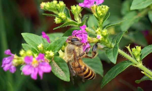 中蜂最爱采的什么花？中蜂主要蜜源植物-图1