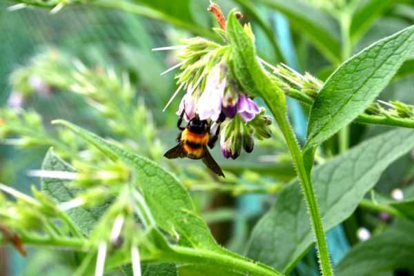 中蜂最爱采的什么花？中蜂主要蜜源植物-图2