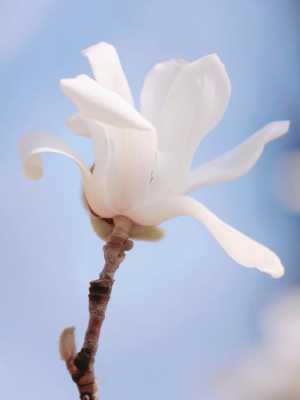 白玉兰花的象征（白玉兰花象征意义和品质）