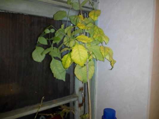 为什么被尿完的树叶就变黄了？家庭植物叶子发黄是
