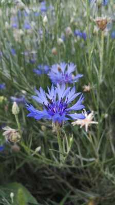 藏蓝色的花叫什么名字？矢车菊类植物有哪些-图3