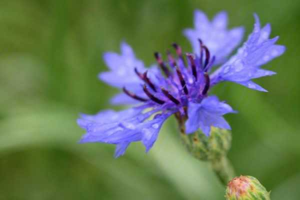 藏蓝色的花叫什么名字？矢车菊类植物有哪些-图2