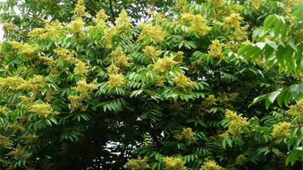 无患子树开花流蜜吗？上海养蜂蜜源植物