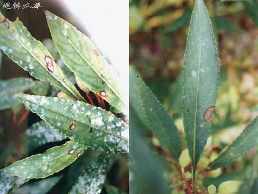 花的病虫害有哪些？植物的褐斑病