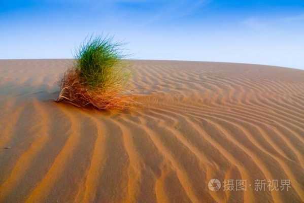 沙漠的沙子能种植物吗？需要沙子养的植物-图2
