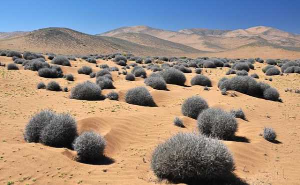 沙漠的沙子能种植物吗？需要沙子养的植物-图3