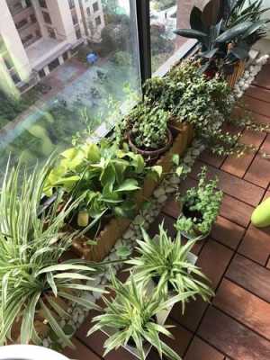 如何给户外绿植保暖？阳台外的植物保暖