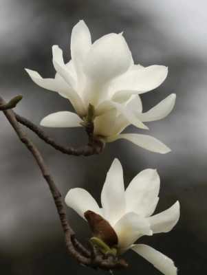 白木兰花的花语（白木兰别名）
