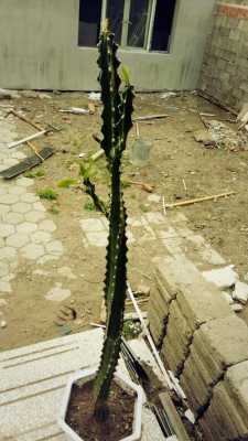 类似仙人掌带刺挺高的植物叫啥？虎刺植物名称图片欣赏