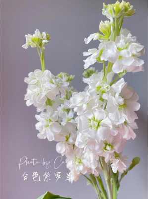白色紫罗兰花（白色紫罗兰花图片）