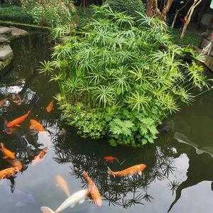 适合室外鱼池的水生植物？冬季鱼塘可种植植物