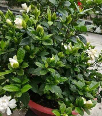 立秋后栀子花怎么养？立秋后怎么养护植物
