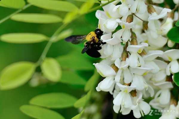 中蜂采洋槐花吗？中蜂野生蜜源植物