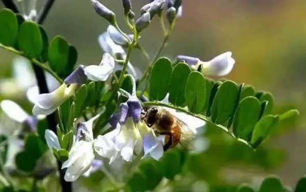 中蜂采洋槐花吗?中蜂野生蜜源植物-图2 中蜂采洋槐花吗?中蜂野生蜜源植物-图2