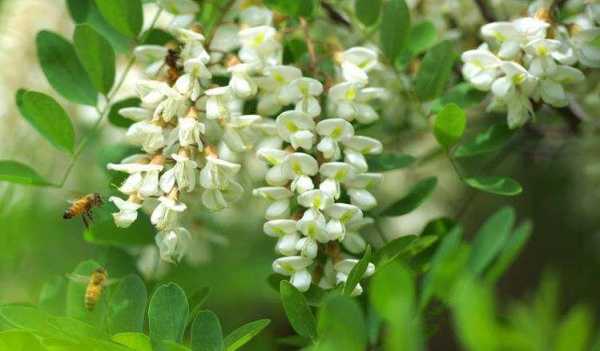 中蜂采洋槐花吗?中蜂野生蜜源植物-图3 中蜂采洋槐花吗?中蜂野生蜜源植物-图3