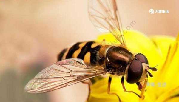 家里为什么会有食蚜蝇?怎么彻底杀死这些虫子呀？臭屁虫对植物害处