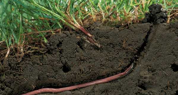 蚯蚓吃植物根系吗？蚯蚓会吃植物的根-图3
