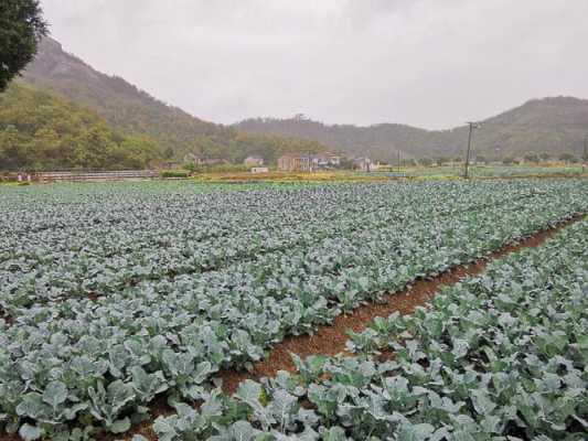 西兰花种植（西兰花种植图片）