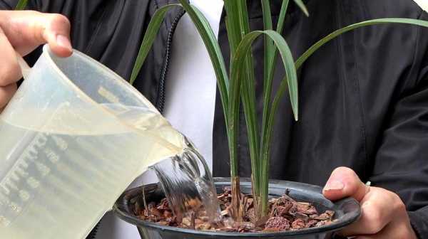 兰花怎么移栽(兰花怎么移栽后怎么浇水)-图2 兰花怎么移栽(兰花怎么移栽后怎么浇水)-图2