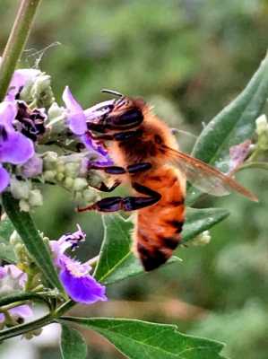 养蜂采蜜那个品种好？中蜂采集植物种类