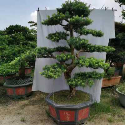 最贵的松树品种？中国最贵的植物盆景树