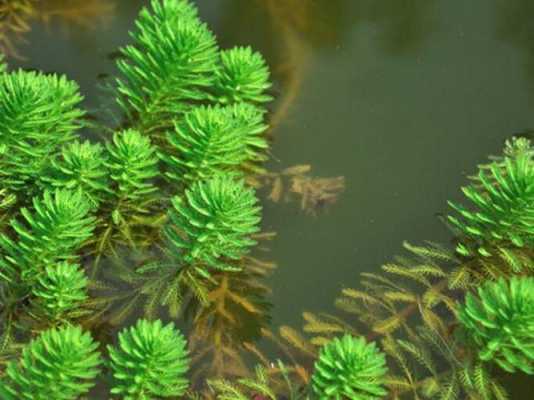 十大漂浮水生植物？沉水植物狐尾藻