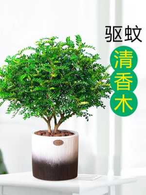 防蚊的东西？哪种植物防蚊最好