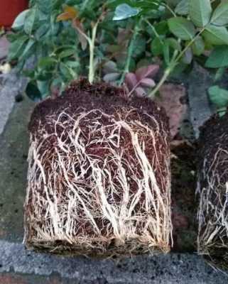 植物的根系可以吸收水中的氨氮吗？什么植物吸收氨氮最好