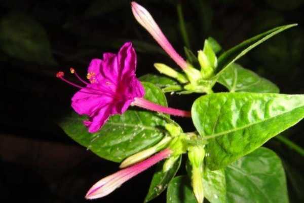 十大致癌花卉是什么花？有毒的花卉植物有哪些-图2