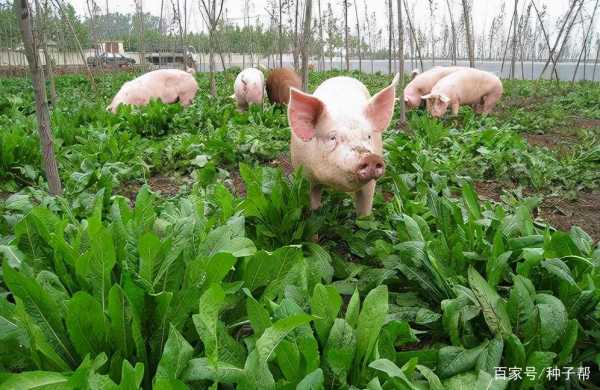 养猪场内适宜种植什么植物？猪圈里可以种植哪些植物